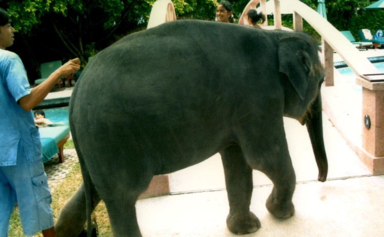 The hotel elephant in Phuket